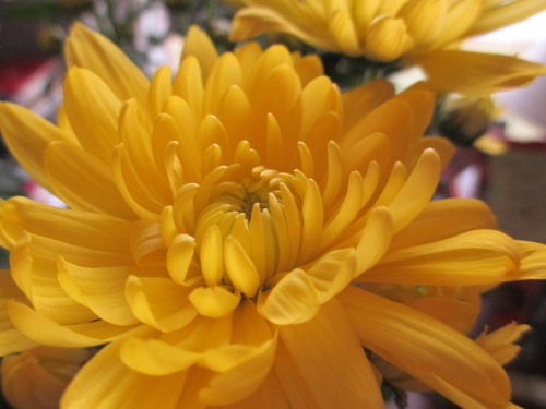 Sun-colored flower